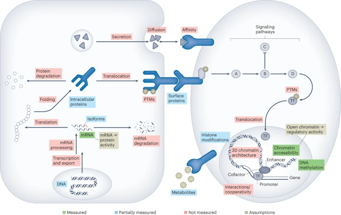 LabWaggoner's tweet photo. REVIEW @NatImmunol @saezlab
Integrating single-cell multi-omics and prior biological knowledge for a functional characterization of the immune system
https://t.co/Q11oPqXllA https://t.co/B5TCFuGR7N