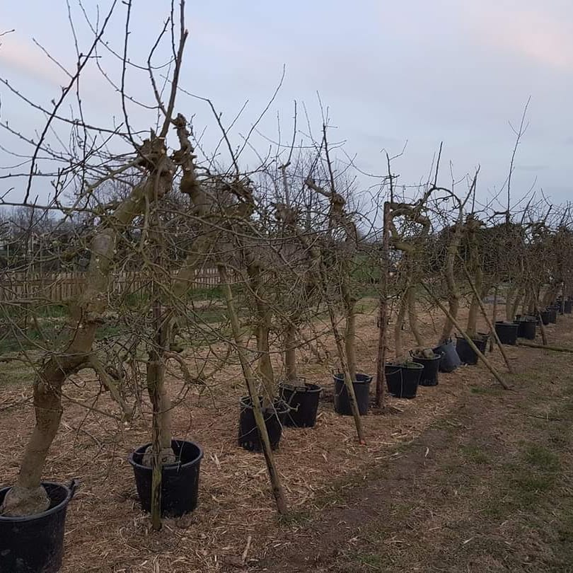 We gaan vrijdag weer appelbomen met een minigraver rooien om te verplanten. Alleen 20-jarige bomen van het ras Jonagold te koop. Prijs is 30 euro per boom exclusief pot. Meer info op site en bestellen kan met mail naar wte@fruitadvies.nl.
zelfplukboomgaard.nl/verplantbare-b…