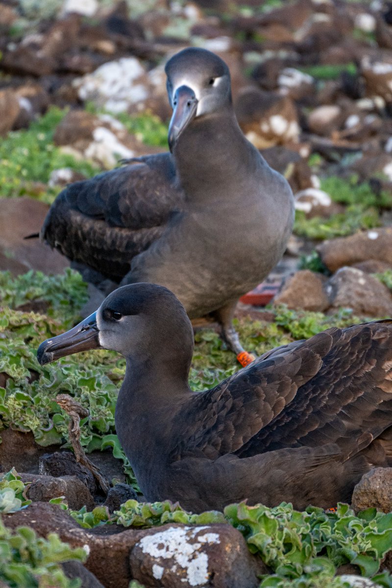 ¡Estamos más que emocionados, ahora tenemos dos #albatros patas negras #translocados (macho y hembra) que han regresado a Isla Guadalupe! La hembra fue trasladada como huevo y criada por Albatros de Laysan. 'Hope', buscó al macho de su propia especie y han estado bailando.