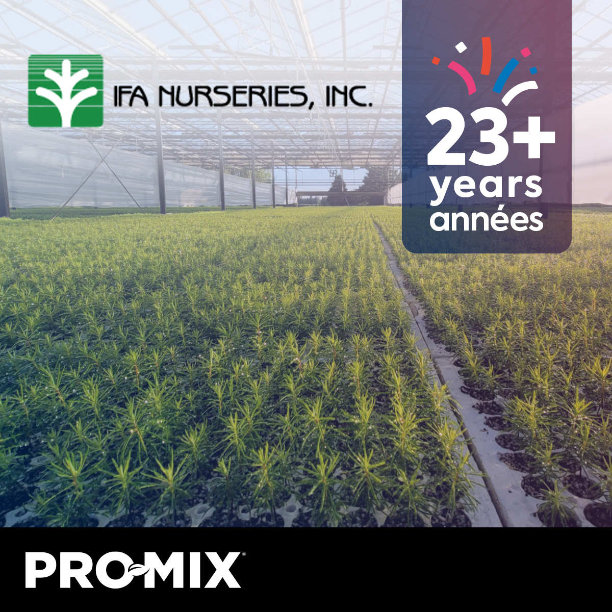 promixghgrowing's tweet photo. Celebrating 23 years of collaboration with IFA Nurseries! Since 1941, they've cultivated 1.5B+ seedlings for #reforestation!🌲

Nous célébrons 23 ans de collaboration avec IFA Nurseries! Depuis 1941, ils ont cultivé plus de 1,5 milliard de semis pour la #reforestation!🌲 https://t.co/LUabEz8vjc