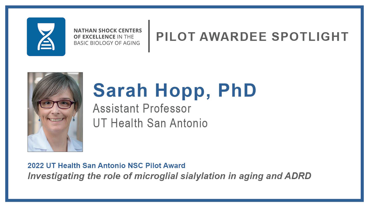 We are excited to highlight 2022 San Antonio NSC Pilot Awardee @hoppzor. Read her NSC Pilot Awardee Spotlight here: bit.ly/3OVMbBR. #AgingResearch @UTHealthSA @SANathanShock