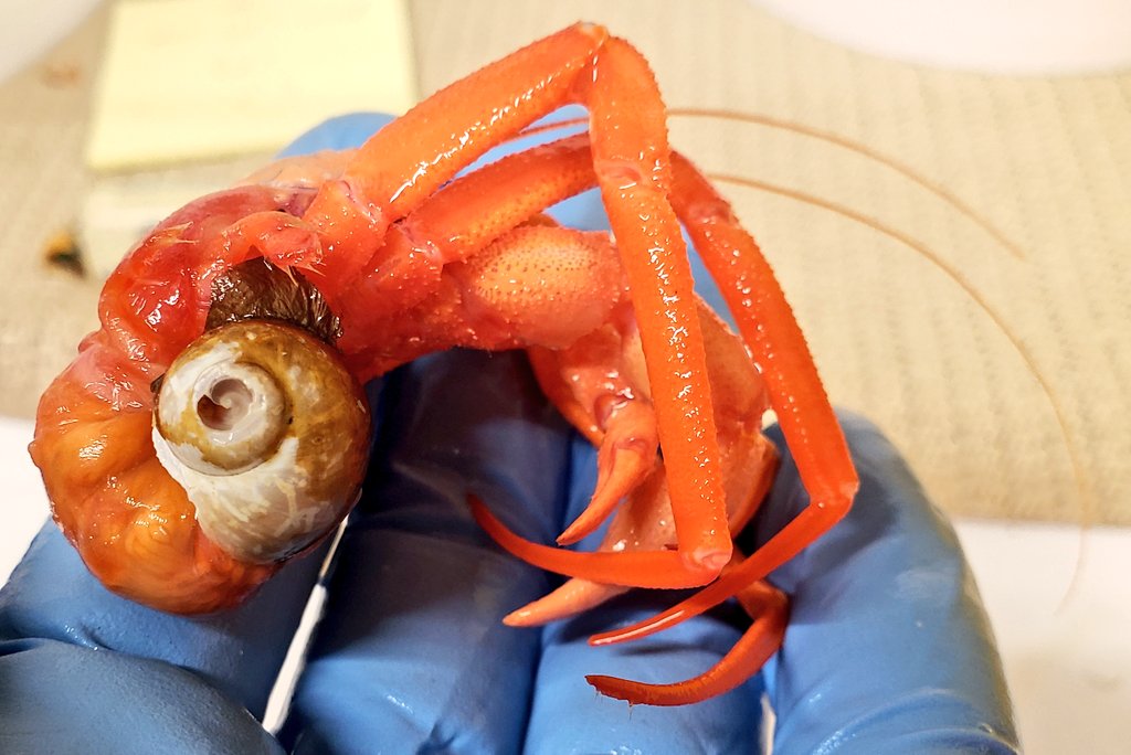 Tiny houses are trending even in the deep sea! With fewer and smaller shells available, hermit crabs make do--but home is wherever you tuck your telson! <a href="/oceancensus/">Ocean Census</a> @niwa_nz <a href="/Te_Papa/">Te Papa</a>