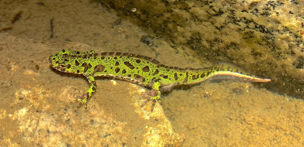 New publication!

• Next-generation phylogeography with sequence capture of marbled newts.
• Lack of introgression supports species status of Triturus marmoratus and T. pygmaeus.
• Genetically distinct groups found in both species.

Link: sciencedirect.com/science/articl…