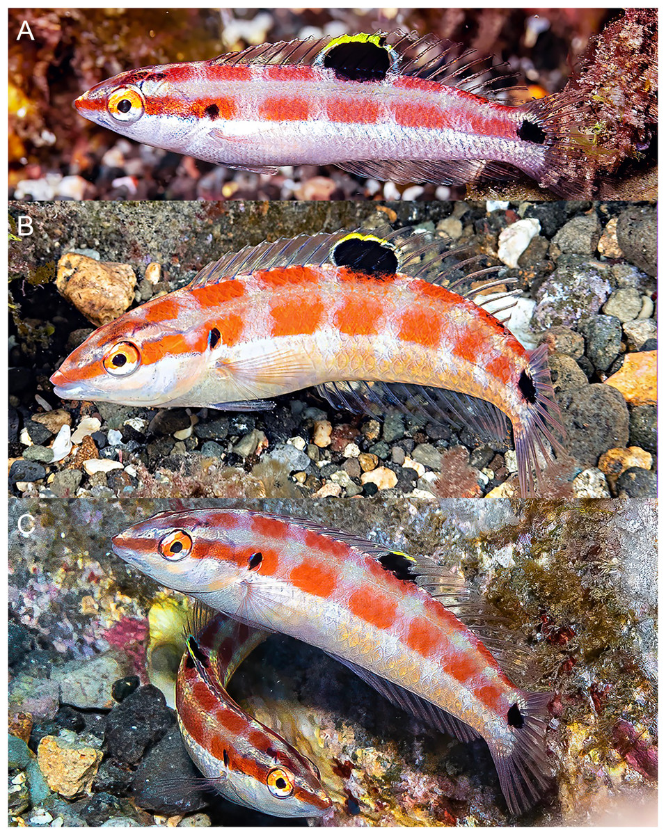 #NewSpeciesAlert - #𝐻𝑎𝑙𝑖𝑐ℎ𝑜𝑒𝑟𝑒𝑠 𝑠𝑎𝑛𝑐ℎ𝑒𝑧𝑖 n. sp., a new #wrasse from the #Revillagigedo Archipelago of Mexico, tropical eastern Pacific Ocean (Teleostei: #Labridae)
🔓 bit.ly/3SV5XyI