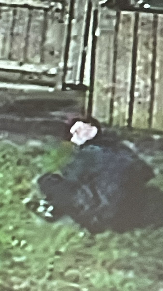 Simply Cheesecake tweet media