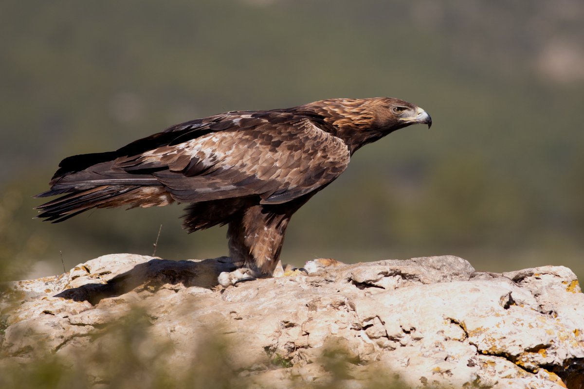Wonderful day with Dave @ValenciaBirding in the mountains north of Alicante and such a privilege to be close to this magnificent male #goldeneagle #Eagles