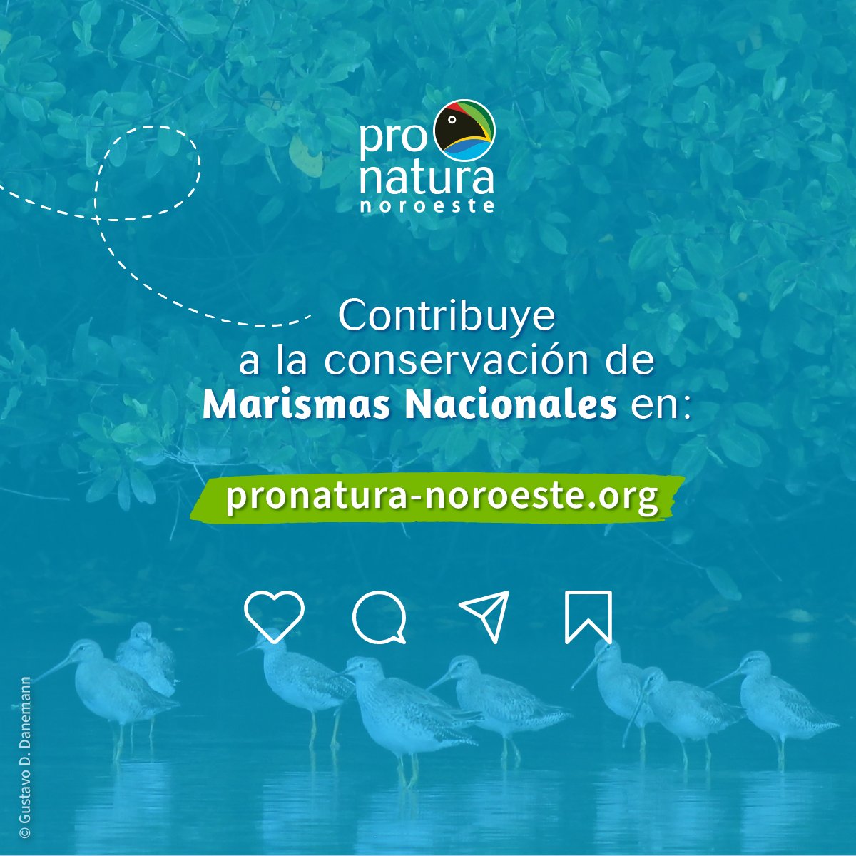 En la Reserva de la Biósfera Marismas Nacionales llevamos un esfuerzo colosal para proteger este importante humedal del noroeste de México. Apoya las acciones de conservación en Marismas Nacionales pronatura-noroeste.org/contribuye/