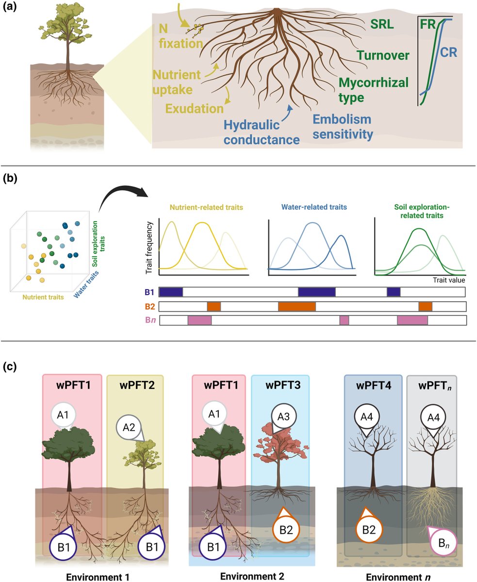 📢Check out our #NewPhytologist Viewpoints paper from @TropiRoot team led by @DanielaCusack on 'Toward a coordinated understanding of hydro-biogeochemical root functions in tropical forests for application in vegetation models.' #fineroots #tropicalforests nph.onlinelibrary.wiley.com/doi/full/10.11…