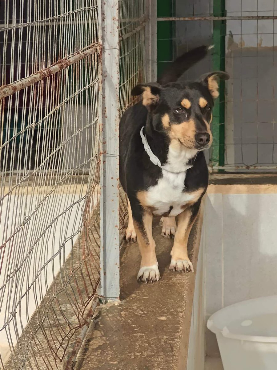 🌊Marea è una cagnolina dolce e riservata, è tenerissima e buonissima. È davvero piccina e bisognosa di amore a profusione.
#adozioneconsapevole 
#adottauncanedalcanile 

Storia
Marea 
Nata il 1/10/2019
Non è poco che è da noi. arrivata al rifugio con i suoi cuccioli, ha mostrato