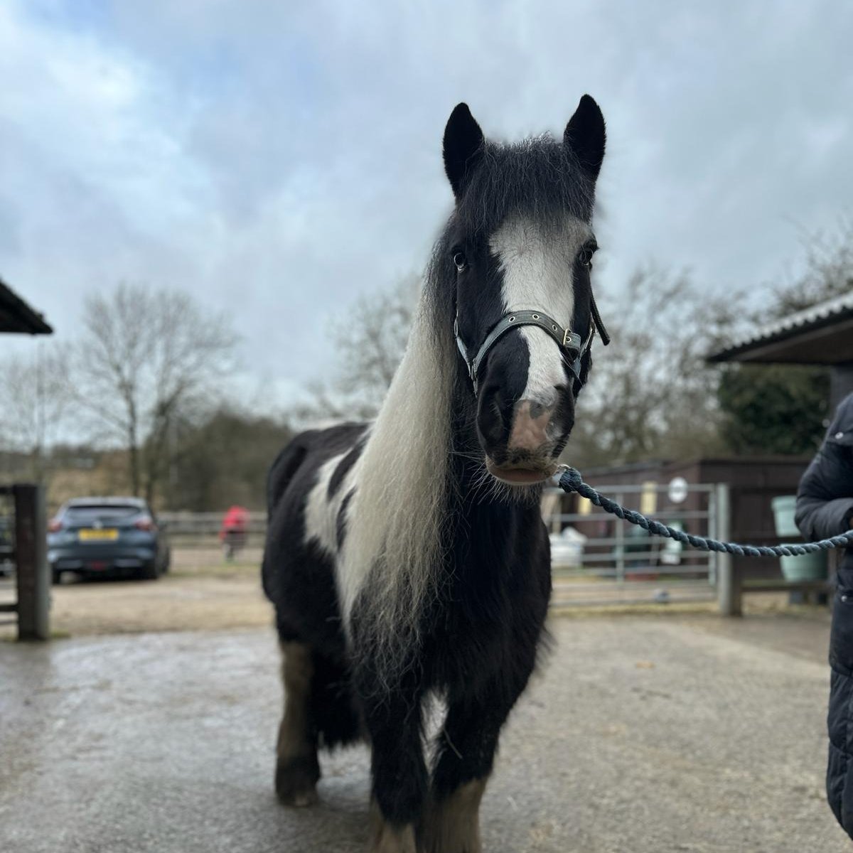 🏡 @HopePastures will soon have some of their horses and ponies available for rehoming (which frees up vital space for other rescue equines) They are also on the lookout for: 🔹Youngster Foster Homes 🔹Track System or Non-Grass Area Home 📋 Apply here 🔗 hopepastures.org/loan-applicati…