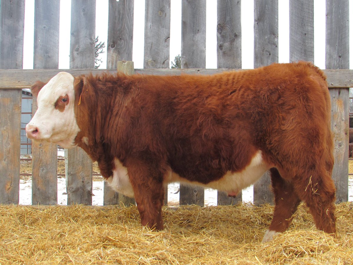 Pictures have been taken and final touches are being done to the sale catalog for this years’ Prime Plus Bull and Female Sale!!  Message us if you’d like to be added to the mailing list !  Sale is in Neepawa, MB on April 10th.