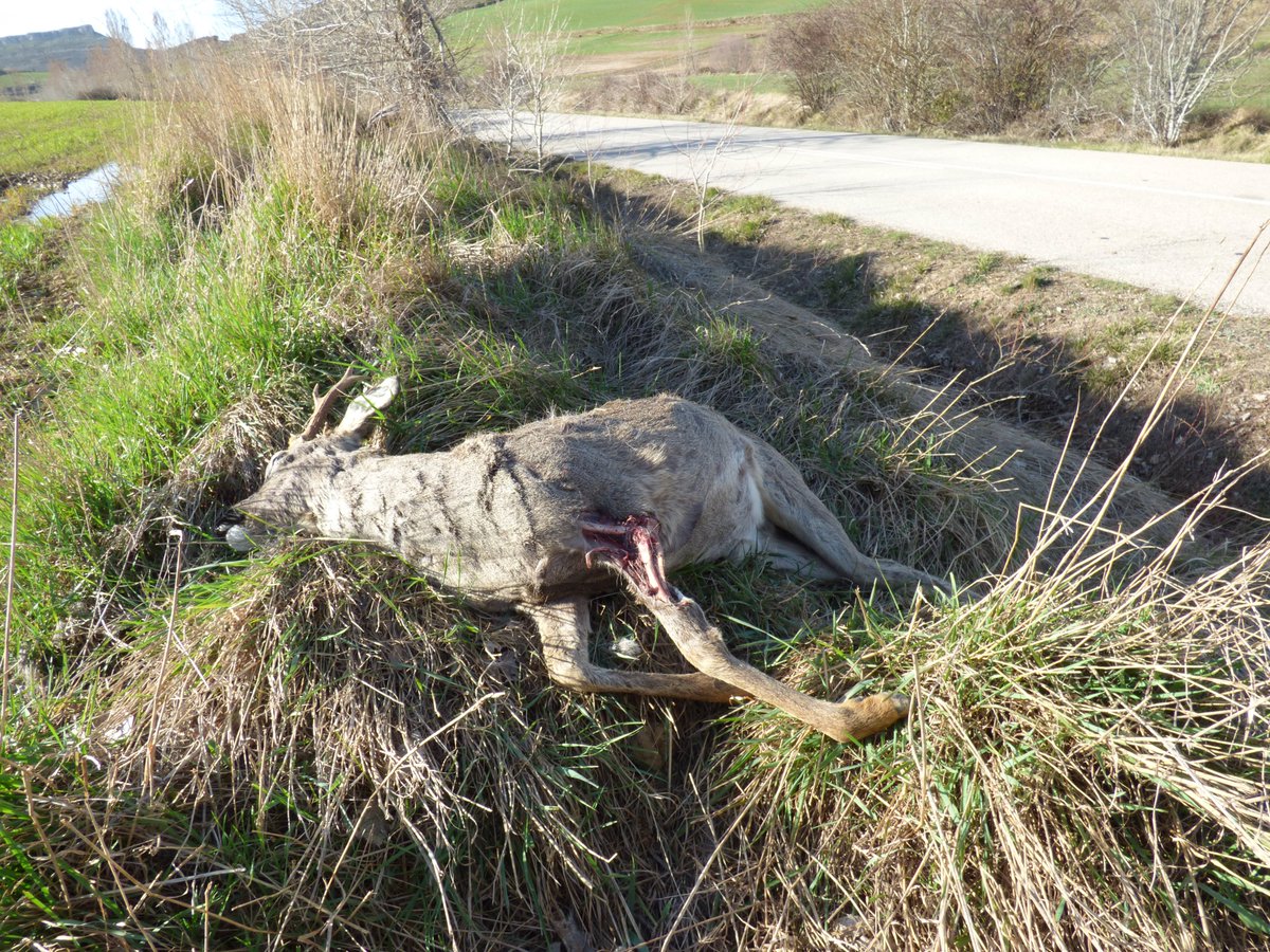 Our manuscript 'Beyond crippling bias: carcass-location bias in #roadkill studies' has been accepted for publication on @ConservationSP. More info soon. @CarlosR18339245 @AlbertoGarcaR13 @m_paniw @Chikichanka @revilla_eloy #ProyectoSAFE #RoadEcology