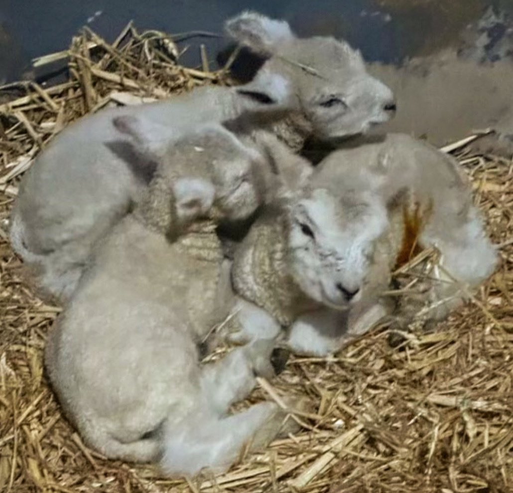 Adorable #ryelandsheep triplets belonging to Yorkshire volunteer Steve! We have a network of over 400 volunteers across England & Wales, many of whom are involved in farming & therefore have a great understanding of the issues that farmers face #lambing #sheep