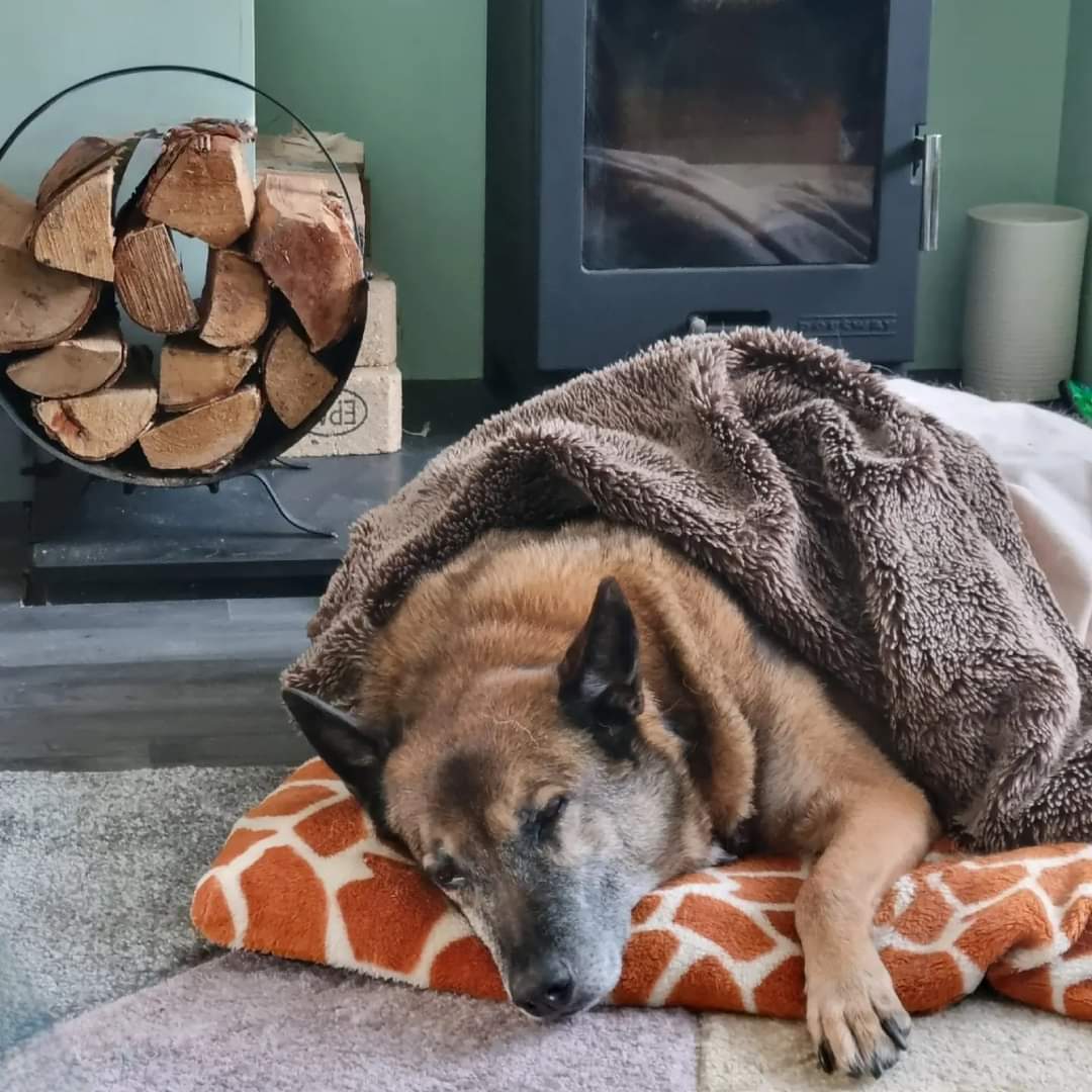 Our thoughts are with Hero Paws trustee Sam, who sadly had to lay her best friend, Retired Military Working Dog Stikky, to rest today. They had a special bond 👣🐾, and Stikky will always be remembered. #veterans #LestWeForget #uk