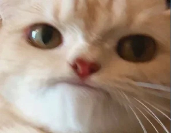 ⁷𝑮𝒉َ𝒂𝒛َ𝒂𝒍 ᵐᵘˡᵗⁱ★⁵| بیبی جونمیون🐰 tweet media