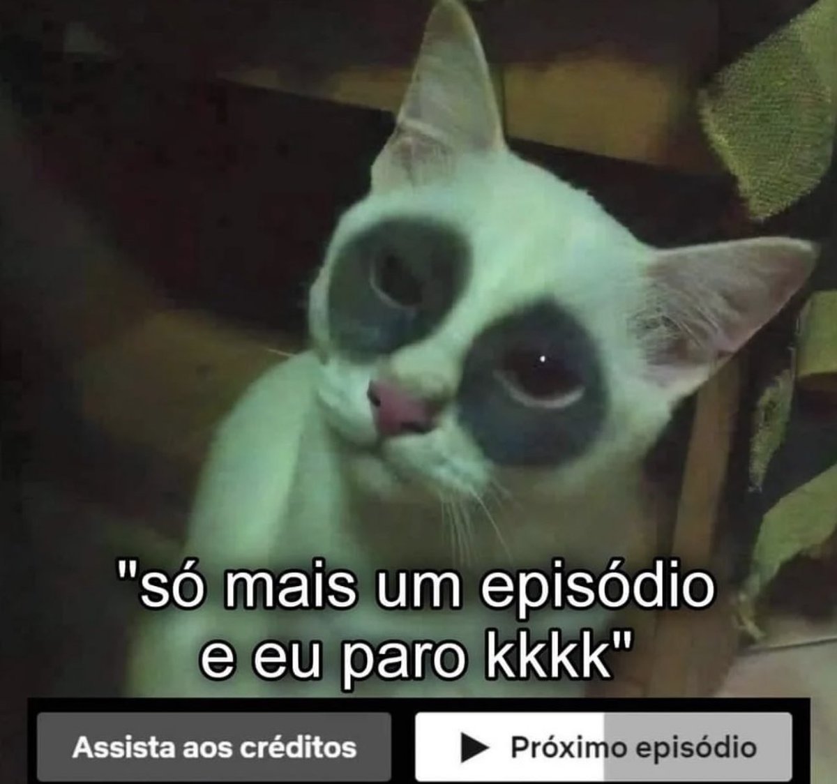 shitpostverdade's tweet photo. https://t.co/DkqGeCiL4y