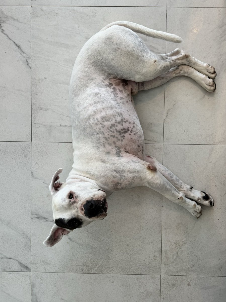 sweeteapetey's tweet photo. I’m almost 4 feet long and 3 feet tall according to the home tile metric system. @humanesociety @deafdognetwork #dogsoftwitter @dogvideosdaily @contextdogs @tweeetsofdogs @deafdogrescue #americanbulldogs #rescuedog #dogreels #dogdad #dogsofmiami https://t.co/T7iAc5bSPJ