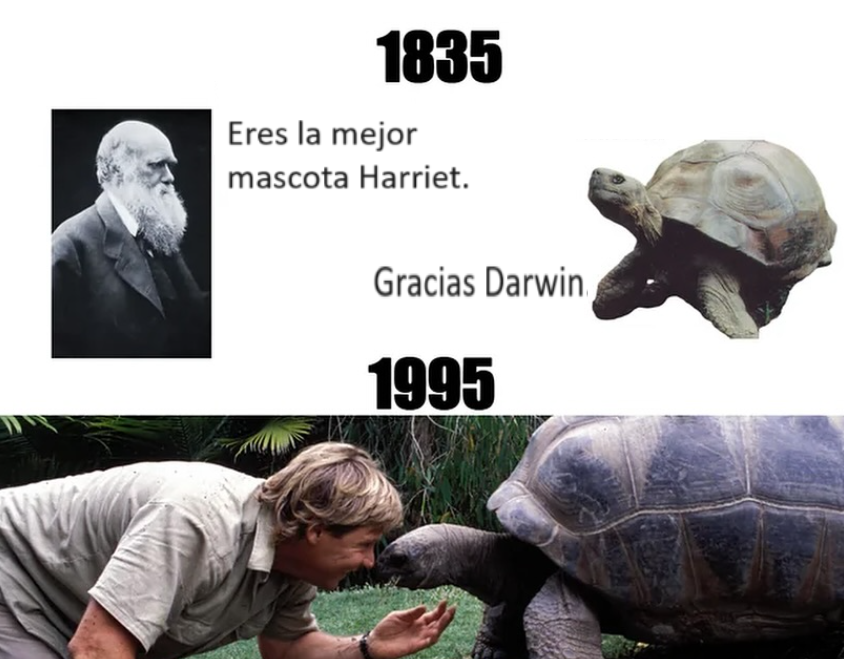 ElBotCinico's tweet photo. Dato que gracioso; resulta que en 1835 Charles Darwin se trajo una tortuga de Galápagos a Inglaterra.

Mucho después, la tortuga pasó  a Steve Irwin (El cazador de cocodrilos), viviendo en Australia.

La tortuga murió en 2006 a sus ~175 años. https://t.co/8H6fmyioM8