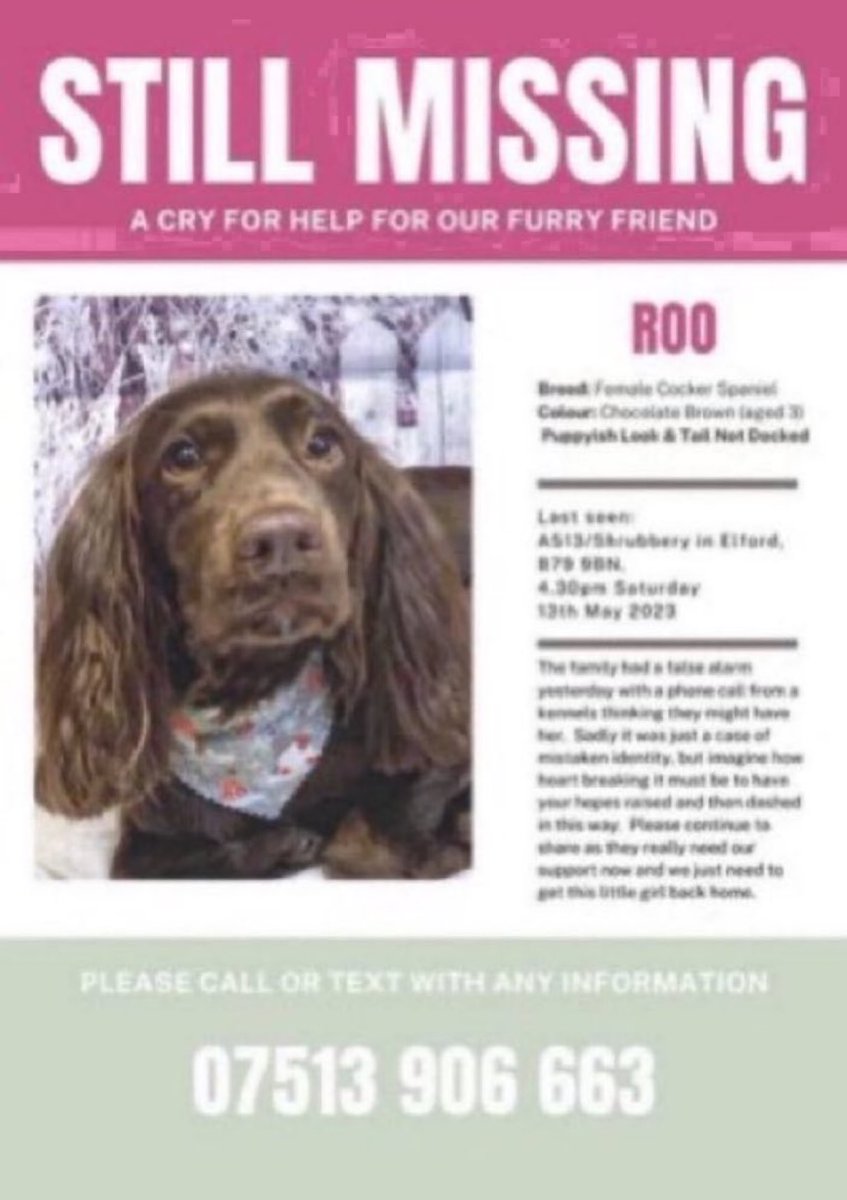 Please RT and help #bringroohome 🙏
Roo went missing on Saturday 13th May 2023 from the Elford area #B79
Have you seen this girl? Please call the number below if you have seen her. Thank you 🙏💕🐾
#missingdog #CockerSpaniel #dogs #Staffordshire #Tamworth #Lichfield #SpanielHour