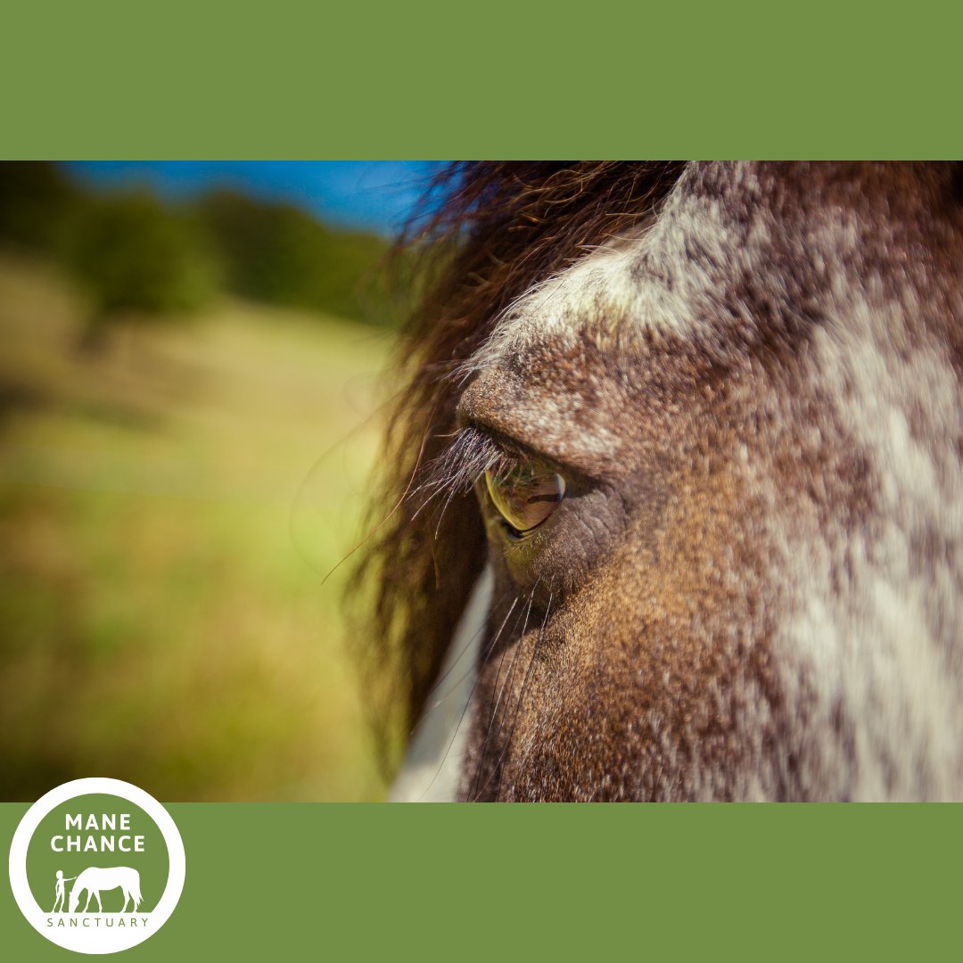 Ziggy is our Horse of the Month for February! This handsome chap's best friend is Louise - he's very protective of her! 
If you'd like to sponsor Ziggy, packages start at just £2 per month - sponsorship details are on our website. 
#rescuehorses #surreycharity