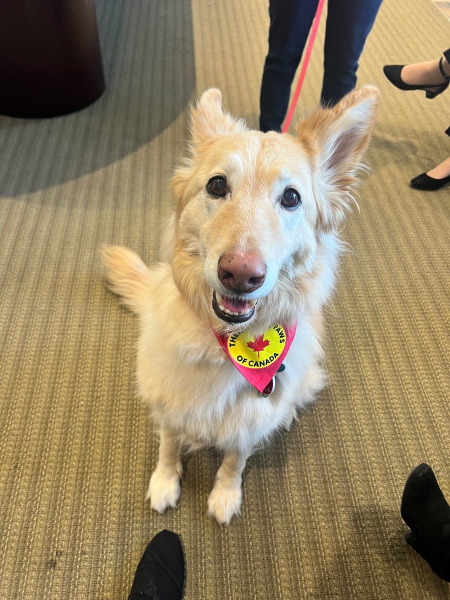 Yesterday was an unforgettable day at our office! We were thrilled to welcome the adorable 161 Elgin Dogs from Therapeutic Dogs of Canada. Our staff had an incredible time interacting with these furry friends and learning more about the wonderful work they do.
