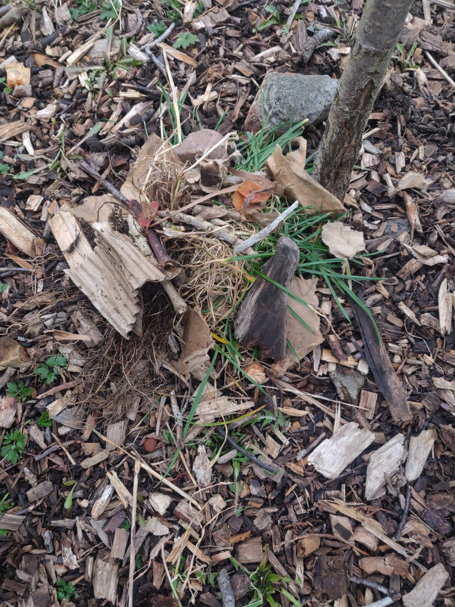 silverhaar1's tweet photo. It was a new and fun way to explore the field while on an insect safari and creating insect homes with P6 @woodside_school 😊 https://t.co/a9NoYOWLdz