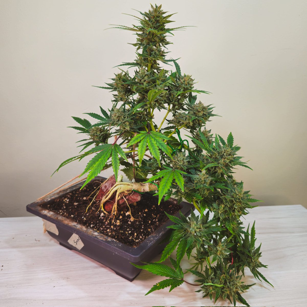Love how this Samsquatch cannabonsai by @MephistoGenetic is spilling over the pot. Use discount code cannabonsai for 10% seeds