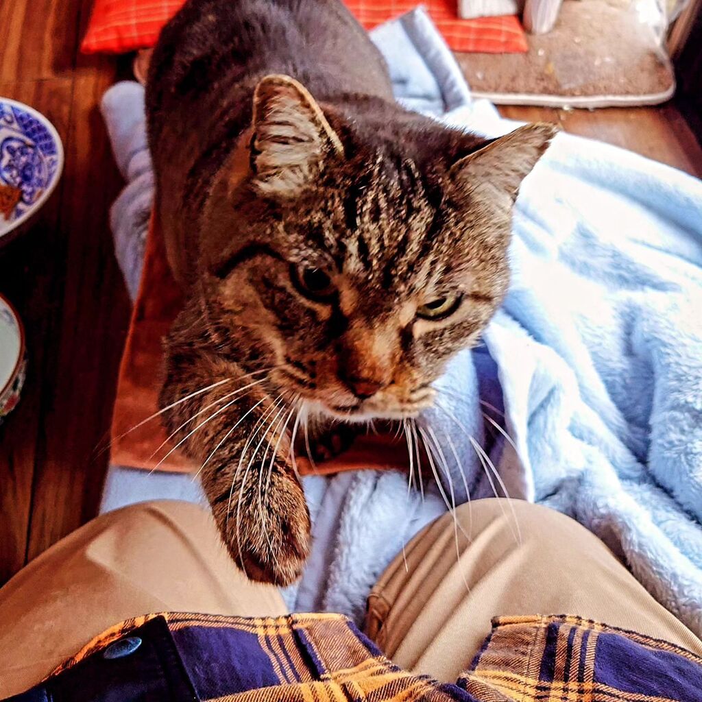 nyankorotaxi's tweet photo. ゴンちゃんおはよう。
ゴンちゃん:「遊んでやるから、ちょっと来い。」
Goodmeowning Gon-chan!
Gon-chan:"Let's play with me!"
#cat #CvsH #instacat #catstagram #catsofinstagram https://t.co/9AJkmDBTiA