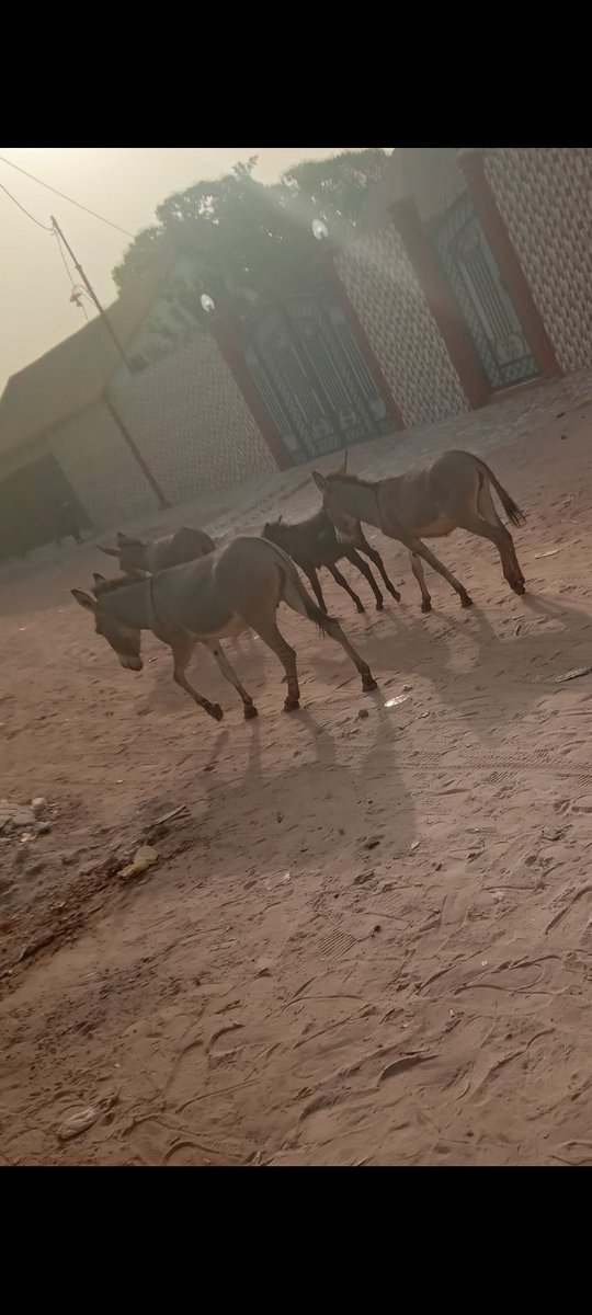 Malang (@malang004373821) on Twitter photo 