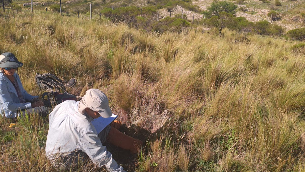 Lucrecia Lipoma (@lucrecialipoma) on Twitter photo <a href="/pedrot77/">Pedro M. Tognetti</a> <a href="/AnaclaraGuido/">Anaclara Guido</a> Grasslands from the other side of the border 😄
Pastizales de San Luis <a href="/MelisaGiorgis/">Melisa Giorgis</a> <a href="/pedrot77/">Pedro M. Tognetti</a> <a href="/AnaclaraGuido/">Anaclara Guido</a> Grasslands from the other side of the border 😄
Pastizales de San Luis <a href="/MelisaGiorgis/">Melisa Giorgis</a>