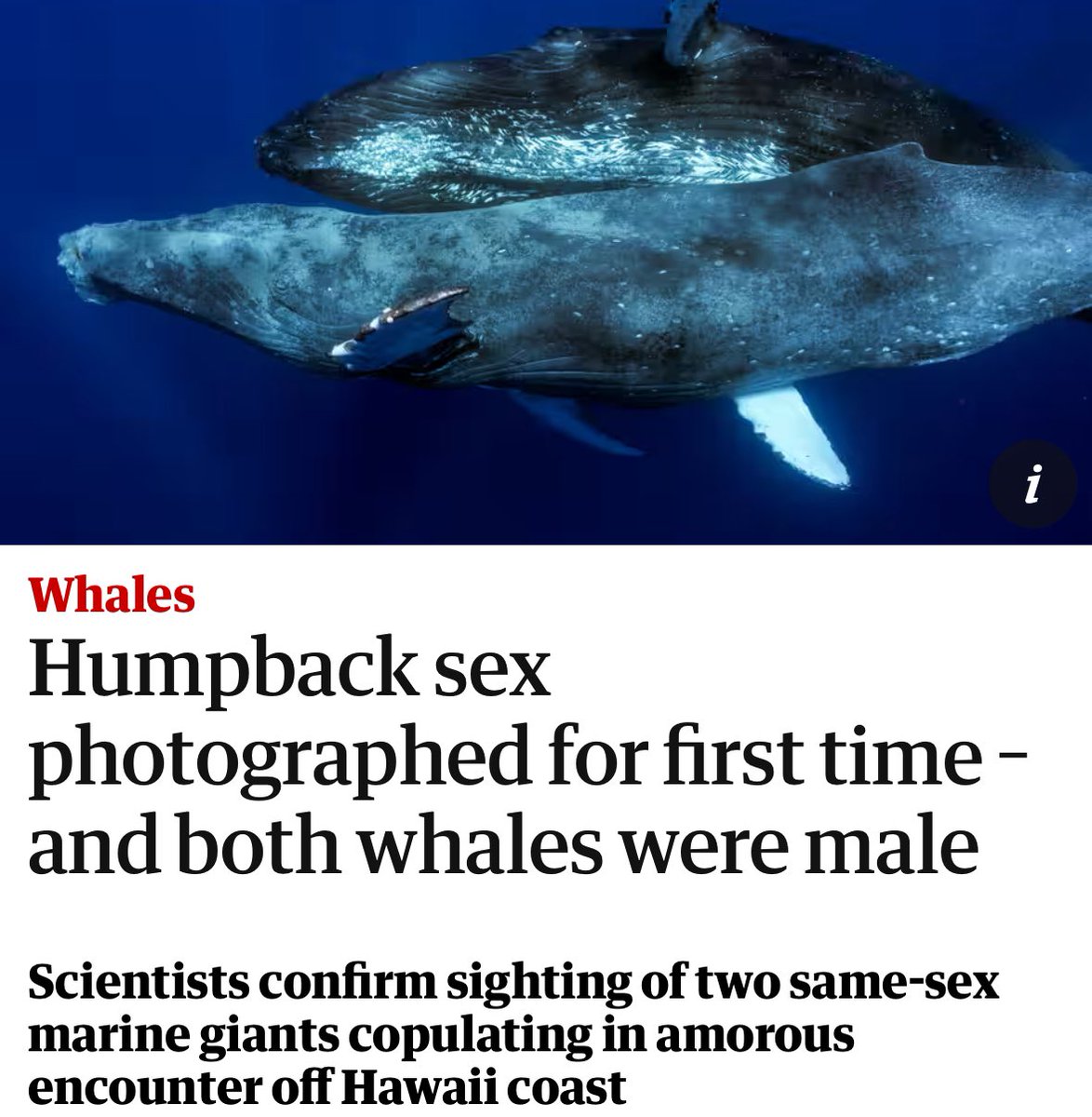 awhalefact's tweet image. like i said