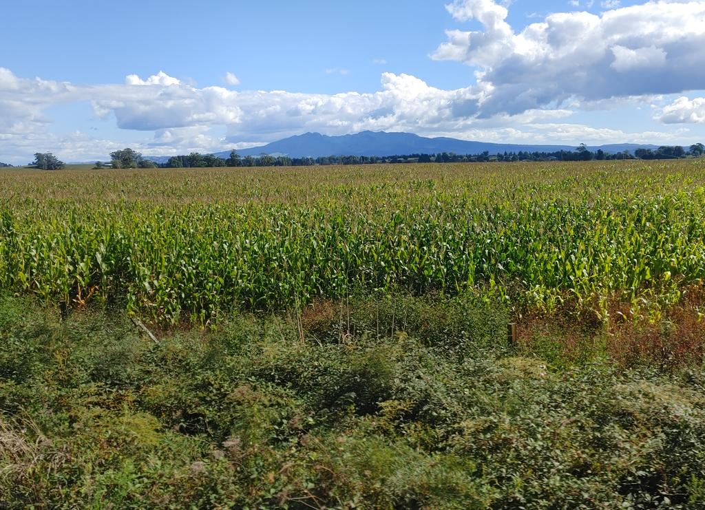 duffilled's tweet image. The extinct #MountPirongia. #NorthernExplorer