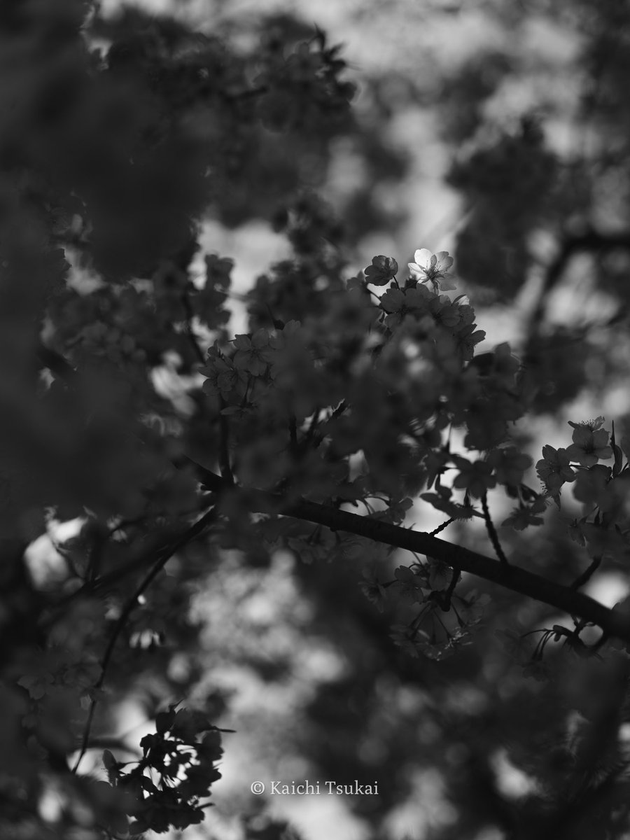 Embracing the Light

#河津桜 #kawazucherryblossoms #花 #桜 #flowers #散歩道 #手持ち撮影 #fujifilm #fujifilmgfx100s 

Photographed : Mar/2022
Location : Tokyo
Camera : GFX100S
Lens : GF80mm F1.7