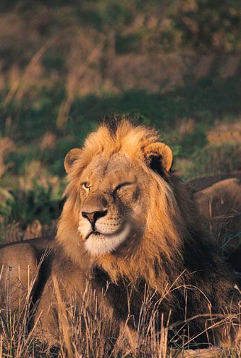 Hourly Lions (@hourlylion) on Twitter photo 