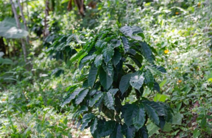 Pronatura Veracruz tweet media