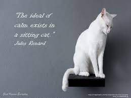 “The ideal of calm exists in a sitting cat.”