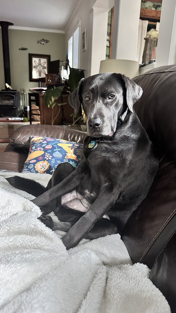 Update (b/c it’s been awhile): Our house had storm damaged in Nov &amp; when they finally started fixing it they had to tear a lot down, so we’ve been living with a friend. On top of that, we found out Thyme has a mass in her colon &amp; has surgery this Friday. Good thoughts welcomed ❤️
