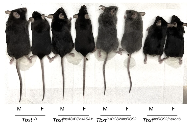 This is pretty amazing: a single hominoid-specific genetic change leads to loss of the tail. What an incredible phenotype!