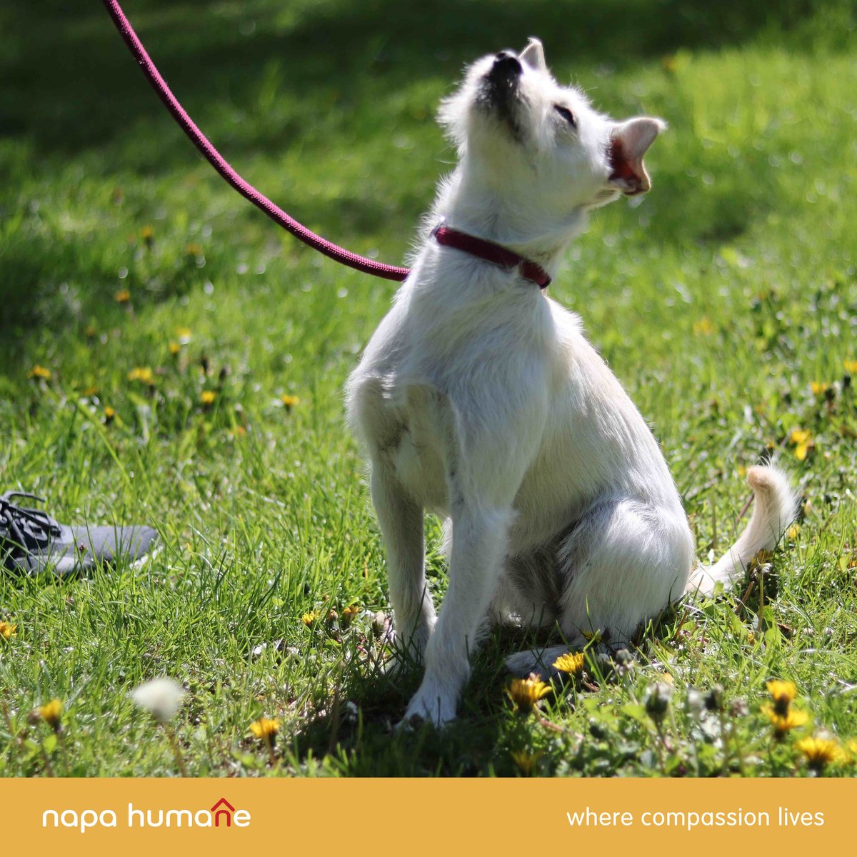 Unleash the Potential in Your Pup with Napa Humane's Dog Training Program! 🎓🐾
At Napa Humane, we believe that every dog has the potential to become a well-behaved and happy member of the family. 

🔗 napahumane.org/our-work/dog-t…