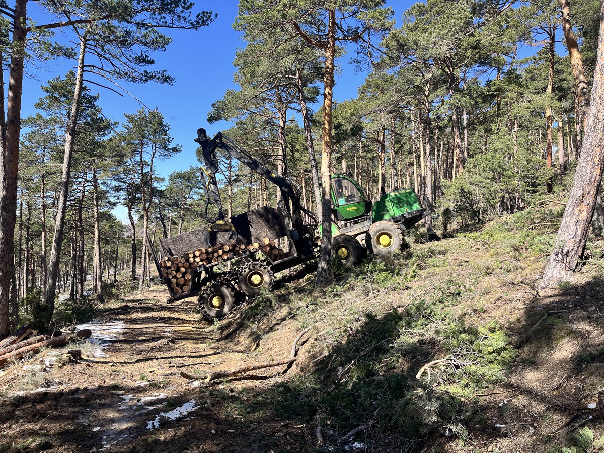 La mecanización de los trabajos forestales sigue provocando reticencias e incluso rechazo. ¿Alguien vio segar con hoz, construir carreteras con pico y mallo?
Clara en pinar natural de silvestre,
Monteagudo del Castillo, Teruel