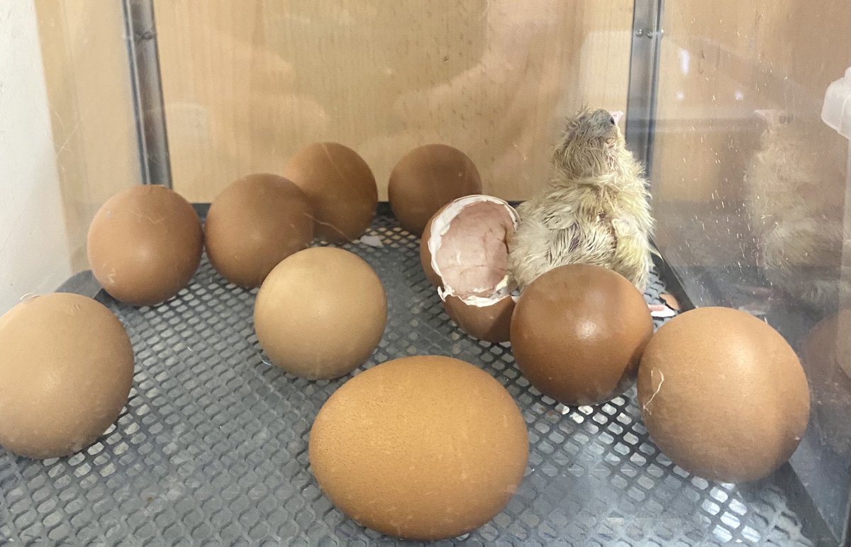 PrimaryOakhill's tweet photo. And before the children arrived this morning, a chick had hatched! https://t.co/KHPqtLiIVq