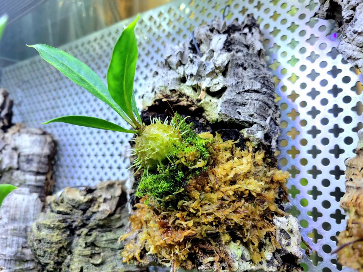 ミルメコディア ストア プラティティレア ブラウン ペティオールズ