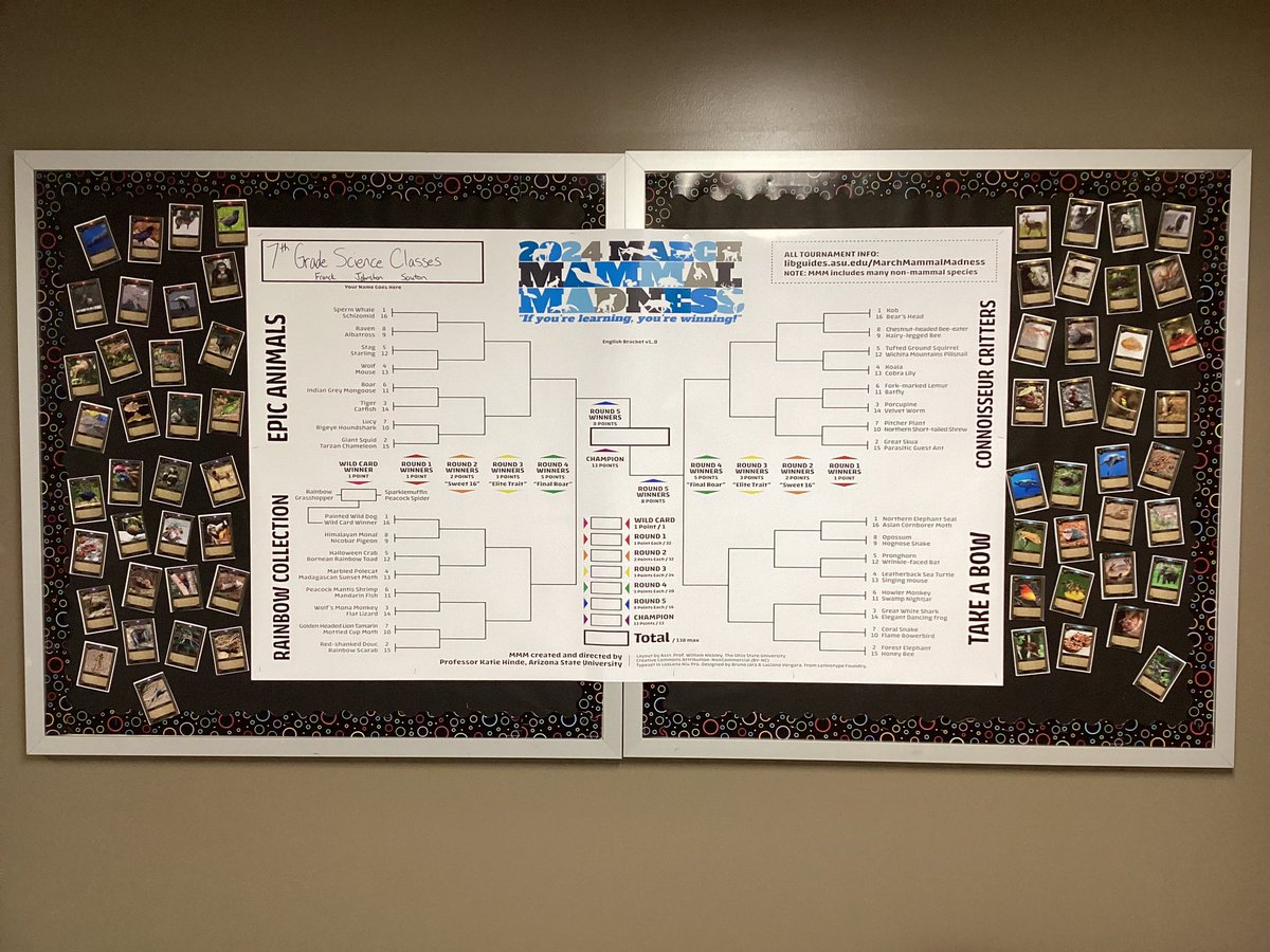 scrutonsci7's tweet image. 7th grade science is ready for March Mammal Madness! We love tying this to our life science standards each year. #MMM2024 @MMMletsgo @lwarren30 @LCteach_learn @Bclaypool63 @theSMSD #wolvesshine