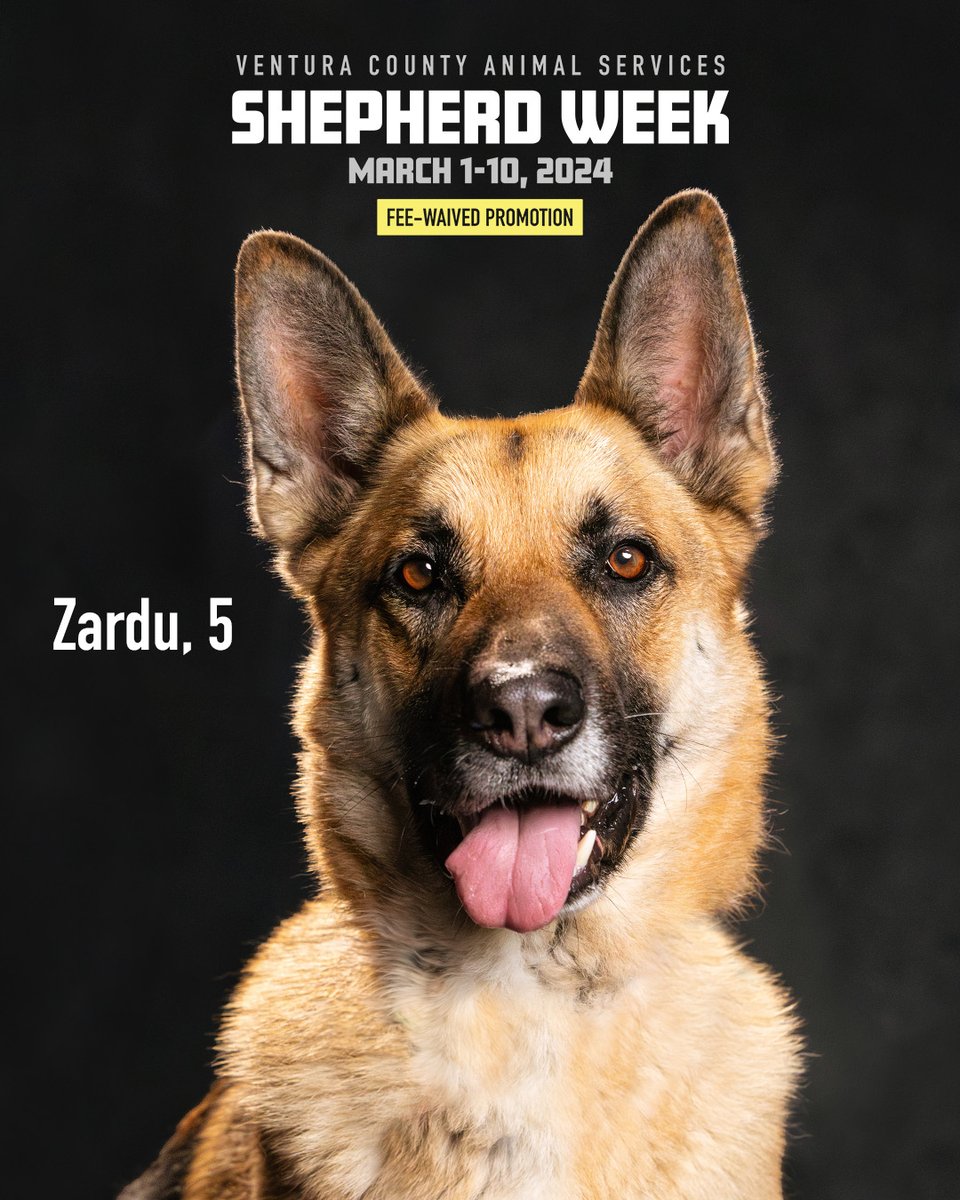 Shelter shepherd spotlight: ZARDU 🪐 This 5yo is looking for a chill spot to land. Adoption fees waived 3/1-3/10! Zardu's pet link: vcas.us/viewan-2/?ida=… Interested parties can email animal.care@ventura.org for more info on this stellar shepherd.