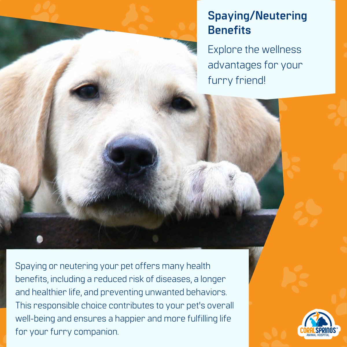 CSAnimalHosp's tweet image. From a reduced risk of diseases to a longer, healthier life and the prevention of unwanted behaviors, this graphic highlights the many benefits that spaying or neutering contributes to your pet&apos;s well-being. 🐾💖