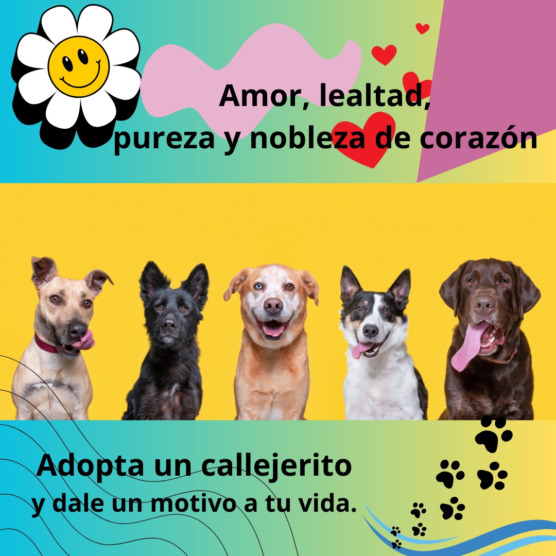 Protectora_Qro's tweet photo. El amor puede estar a la vuelta de la esquina. https://t.co/HgMkaJwkdR