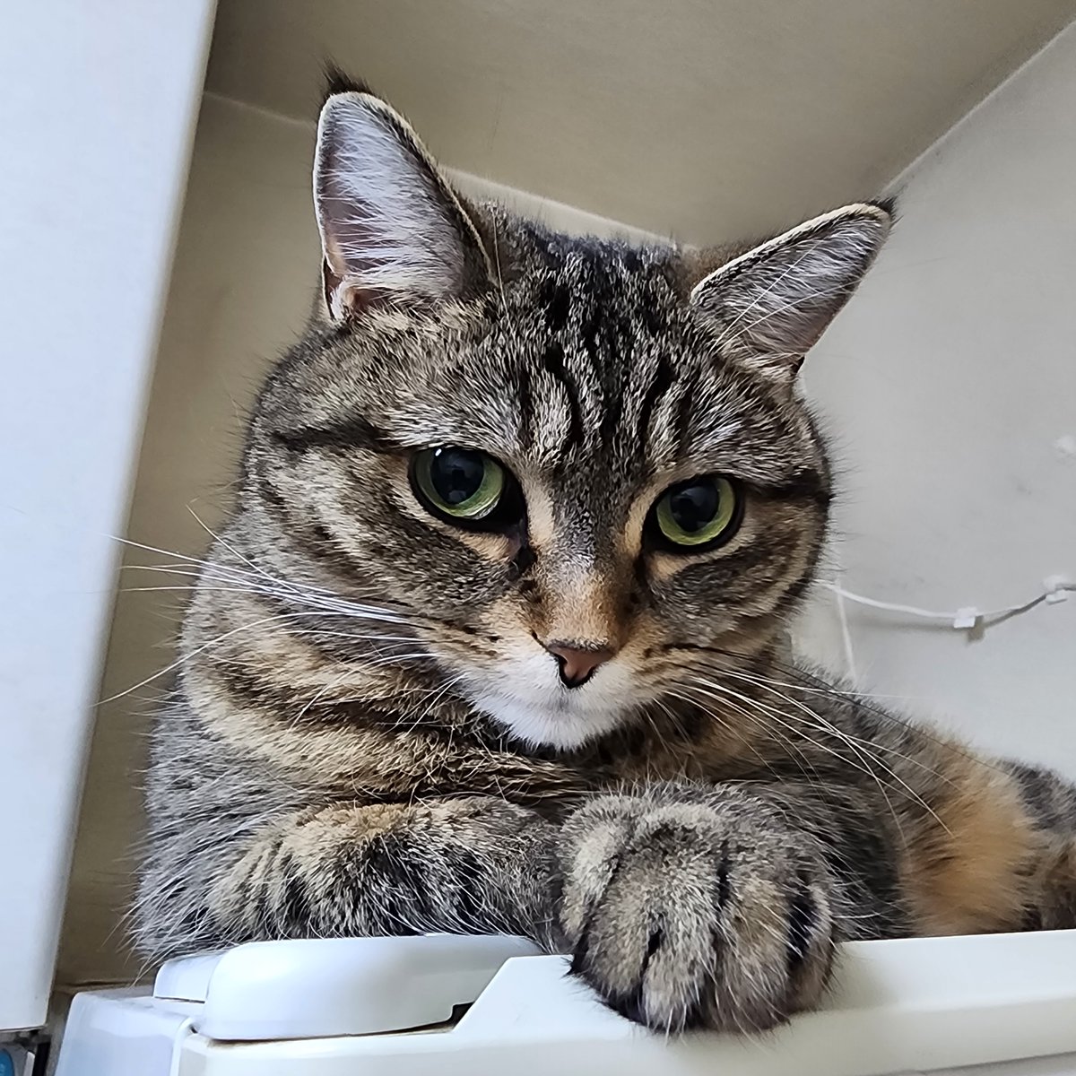 ashinagamanbibi's tweet image. 猫ちゃんの耳のケア方法：
柔らかい布や綿棒を使って耳の外側を清掃し、定期的な検査で異常をチェック。栄養バランスの良い食事を提供し、耳に直接影響する化粧品、洗剤等の化学物質を避ける。異常があれば早めに獣医に相談。

#猫の耳ケア #ペットの健康 #耳の清掃 #獣医相談