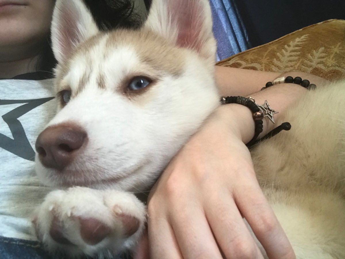 Naithz_'s tweet photo. Hi guys look at my new Puppy Jax https://t.co/qJkbOAZTIO