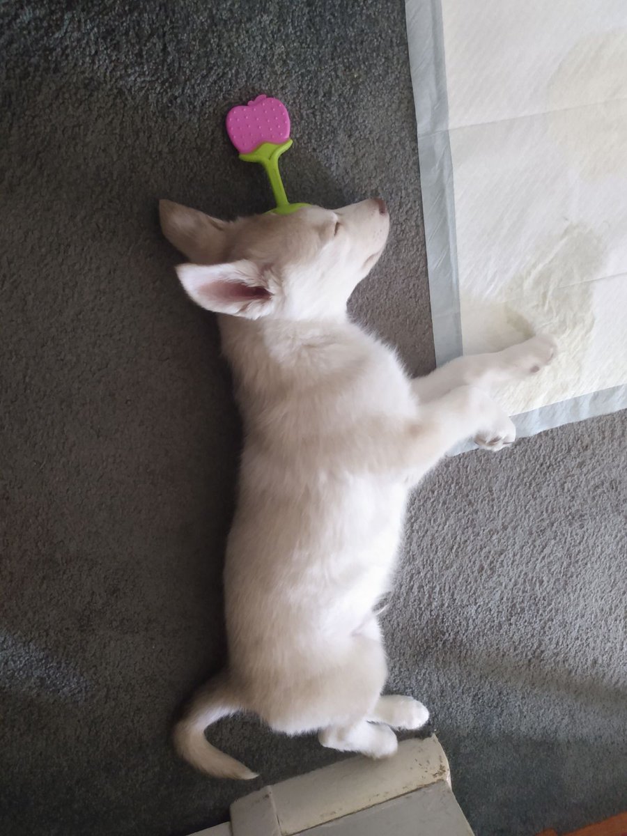 Naithz_'s tweet photo. Hi guys look at my new Puppy Jax https://t.co/qJkbOAZTIO