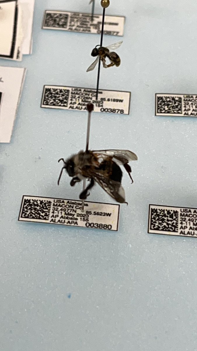 Thanks to Jasmine for the <a href="/auburnbees/">AU Bees</a>  Native Bee Lab tour.